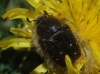 Tropinota squalida (Scopoli, 1783)
