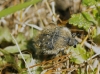 Tropinota squalida (Scopoli, 1783)
