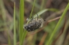 Tropinota squalida (Scopoli, 1783)