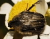 Tropinota squalida (Scopoli, 1783)