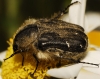 Tropinota squalida (Scopoli, 1783)