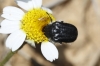 Tropinota squalida (Scopoli, 1783)