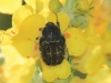 Tropinota squalida (Scopoli, 1783)