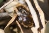 Tropinota hirta (Poda, 1761)