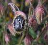Tropinota squalida (Scopoli, 1783)