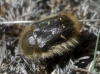 Tropinota squalida Tropinota squalida