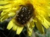 Tropinota squalida Tropinota squalida