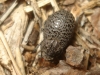 Trox (Trox) hispanicus Harold, 1872