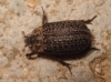 Trox (Trox) hispanicus Harold, 1872
