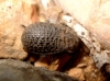 Trox (Trox) hispanicus Harold, 1872