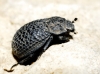 Trox (Trox) hispanicus Harold, 1872