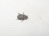 Trox (Trox) hispanicus Harold, 1872