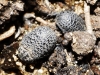 Trox (Trox) hispanicus Harold, 1872
