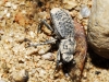 Trox (Trox) hispanicus Harold, 1872