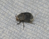 Trox (Trox) hispanicus Harold, 1872