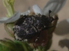 Valgus hemipterus (Linnaeus, 1758)