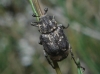 Valgus hemipterus (Linnaeus, 1758)