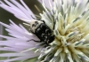 Valgus hemipterus (Linnaeus, 1758)