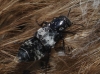 Creophilus maxillosus (Linnaeus, 1758)