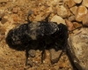 Creophilus maxillosus (Linnaeus, 1758)