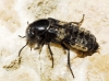Creophilus maxillosus (Linnaeus, 1758)