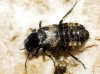 Creophilus maxillosus (Linnaeus, 1758)