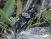 Creophilus maxillosus (Linnaeus, 1758)