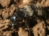Creophilus maxillosus (Linnaeus, 1758)