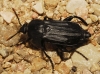 Necrodes littoralis (Linnaeus, 1758)