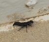 Ocypus (Ocypus) olens (O. Muller, 1764)