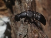 Ocypus olens (O. Muller, 1764)