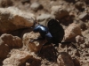 Ocypus olens (O. Muller, 1764)