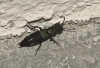 Ocypus olens (O. Muller, 1764)
