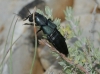 Ocypus olens (O. Muller, 1764)