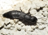 Ocypus olens (O. Muller, 1764)