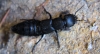 Ocypus olens (O. Muller, 1764)