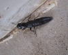 Ocypus olens (O. Muller, 1764)