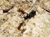 Anthelephila pedestris (Rossi, 1790)