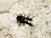 Anthelephila pedestris (Rossi, 1790)