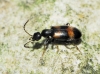 Anthicus laeviceps Baudi, 1877