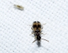 Anthicus sp. Anthicus sp.