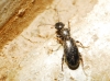 Anthicus tristis W. L. E. Schmidt, 1842 Anthicus tristis W. L. E. Schmidt, 1842