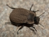 Asida (Polasida) sericea (Olivier, 1795)