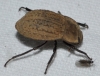 Asida (Polasida) sericea (Olivier, 1795)