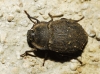 Asida (Polasida) sericea (Olivier, 1795)
