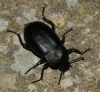 Blaps lethifera Marsham, 1802 Blaps lethifera Marsham, 1802