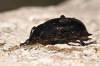 Blaps lethifera Marsham, 1802 Blaps lethifera Marsham, 1802