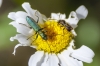 Chrysantha viridissima ? Chrysantha viridissima ?