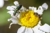 Chrysantha viridissima ? Chrysantha viridissima ?