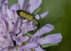Chrysanthia viridissima (dudoso)